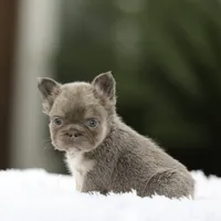Fluffy fbg1 , a female French Bulldog for sale in Hacienda Heights, CA – 3 of 6