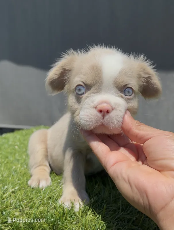 F Isabella fbb  – French Bulldog puppy for sale in Hacienda Heights, CA