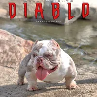 Diablo, a female American Bully for sale in Hacienda Heights, CA – 1 of 1