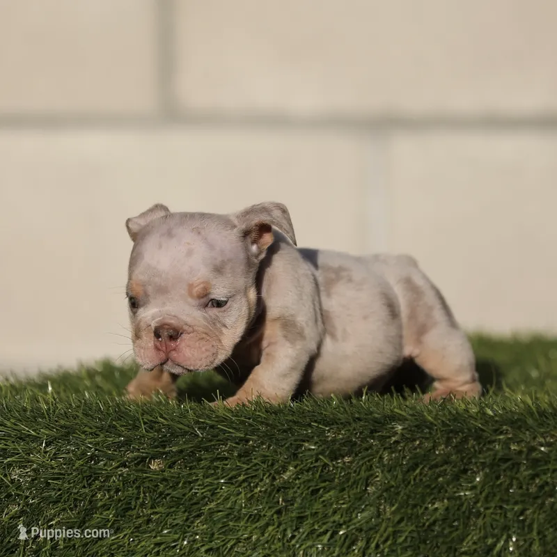 Lilac tri mebb2  – English Bulldog puppy for sale in Hacienda Heights, CA