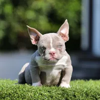 Lilac t bg1, a female American Bully for sale in Hacienda Heights, CA – Photo 1 of 2