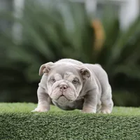 Lilac tri ebb , a male English Bulldog for sale in Hacienda Heights, CA – 2 of 2