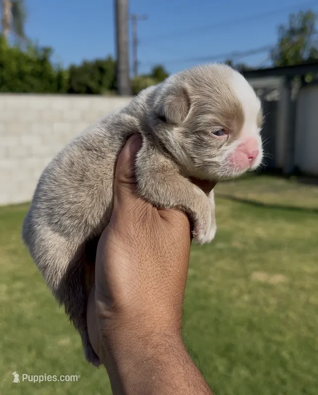 F Isabella fbb  – French Bulldog puppy for sale in Hacienda Heights, CA