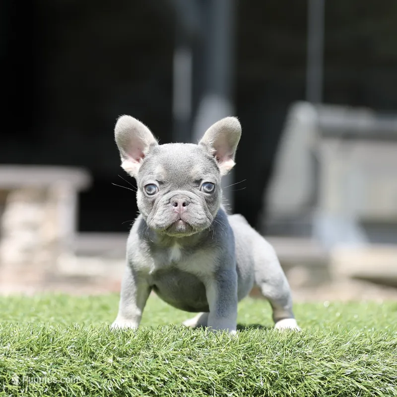 Lilac n tan fbb2 – French Bulldog puppy for sale in Hacienda Heights, CA