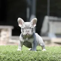 Lilac n tan fbb2, a male French Bulldog for sale in Hacienda Heights, CA – 1 of 3