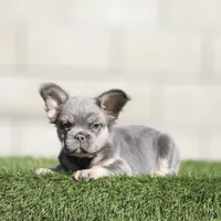 F blue n tan fbg , a female French Bulldog for sale in Hacienda Heights, CA – 3 of 3