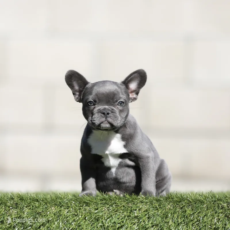 Blue fbg  – French Bulldog puppy for sale in Hacienda Heights, CA