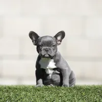 Blue fbg , a female French Bulldog for sale in Hacienda Heights, CA – 1 of 1