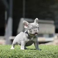 Lilac n tan fbb2, a male French Bulldog for sale in Hacienda Heights, CA – 2 of 3