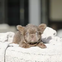 Teddy Bear, a female French Bulldog for sale in Hacienda Heights, CA – Photo 2 of 6