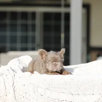 Teddy Bear, a female French Bulldog for sale in Hacienda Heights, CA – Photo 3 of 6