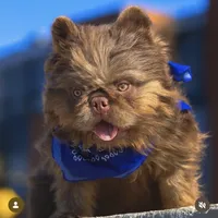 Teddy Bear, a female French Bulldog for sale in Hacienda Heights, CA – Photo 6 of 6