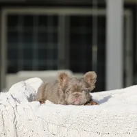Teddy Bear, a female French Bulldog for sale in Hacienda Heights, CA – Photo 5 of 6