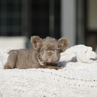 Teddy Bear, a female French Bulldog for sale in Hacienda Heights, CA – Photo 1 of 6