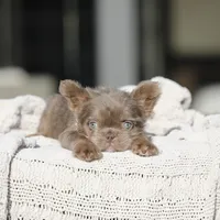 Teddy Bear, a female French Bulldog for sale in Hacienda Heights, CA – Photo 4 of 6