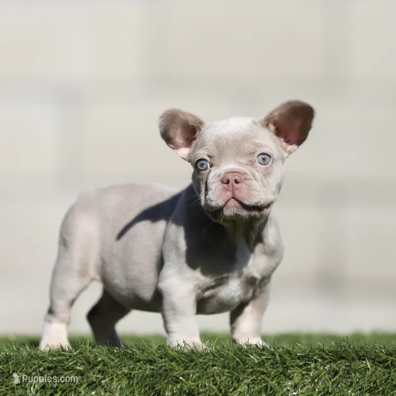 Isabella n tan fbg  – French Bulldog puppy for sale in Hacienda Heights, CA