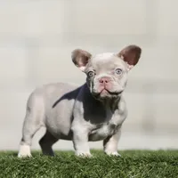 Isabella n tan fbg , a female French Bulldog for sale in Hacienda Heights, CA – 1 of 1