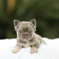 Fluffy fbg1 , a female French Bulldog for sale in Hacienda Heights, CA – 4 of 6