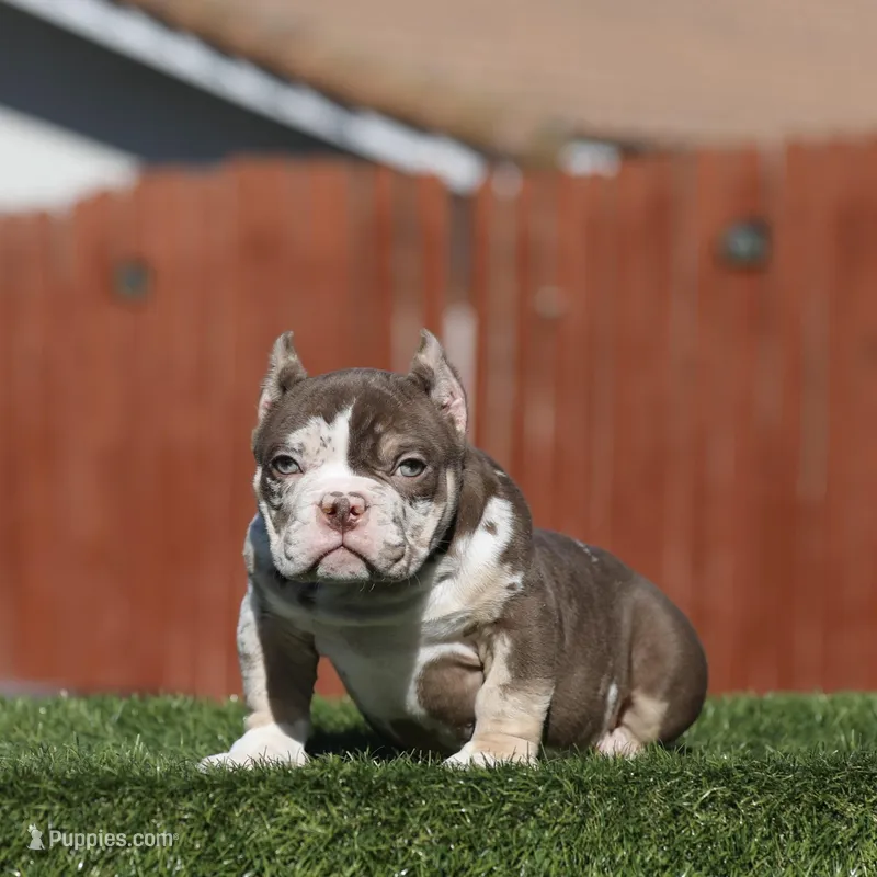Choc tmbb , a male American Bully for sale in Hacienda Heights, CA – Photo 1 of 3
