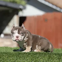 Choc tmbb , a male American Bully for sale in Hacienda Heights, CA – Photo 2 of 3