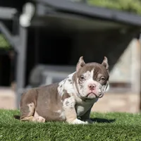 Choc tmbb , a male American Bully for sale in Hacienda Heights, CA – Photo 3 of 3