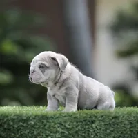 Lilac tri ebb , a male English Bulldog for sale in Hacienda Heights, CA – 2 of 2