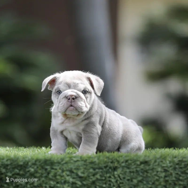 Lilac tri ebb  – English Bulldog puppy for sale in Hacienda Heights, CA
