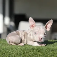 Lilac tmbb2, a male American Bully for sale in Hacienda Heights, CA – Photo 1 of 2