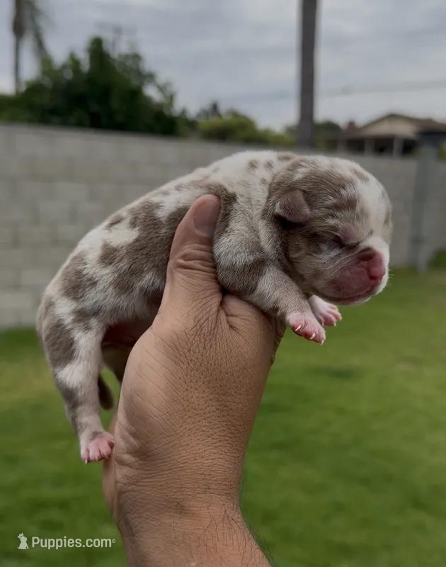 Chocolate tri mbb  – American Bully puppy for sale in Hacienda Heights, CA