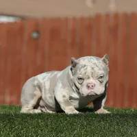 Lilac tmbb1, a male American Bully for sale in Hacienda Heights, CA – Photo 1 of 6