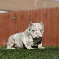 Lilac tmbb1, a male American Bully for sale in Hacienda Heights, CA – Photo 3 of 6