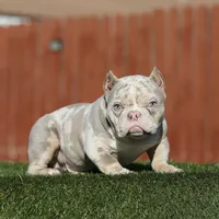 Lilac tmbb1, a male American Bully for sale in Hacienda Heights, CA – Photo 2 of 6