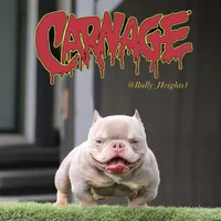 Lilac tmbb1, a male American Bully for sale in Hacienda Heights, CA – Photo 6 of 6