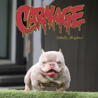 Lilac tmbb1, a male American Bully for sale in Hacienda Heights, CA – Photo 2 of 2