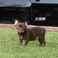 Choco tbg2, a female American Bully for sale in Hacienda Heights, CA – 1 of 1