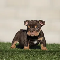 Chocolate tri ebb , a male English Bulldog for sale in Hacienda Heights, CA – 2 of 2