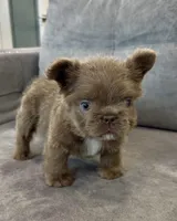 Teddy boy , a male French Bulldog for sale in Hacienda Heights, CA – 3 of 4