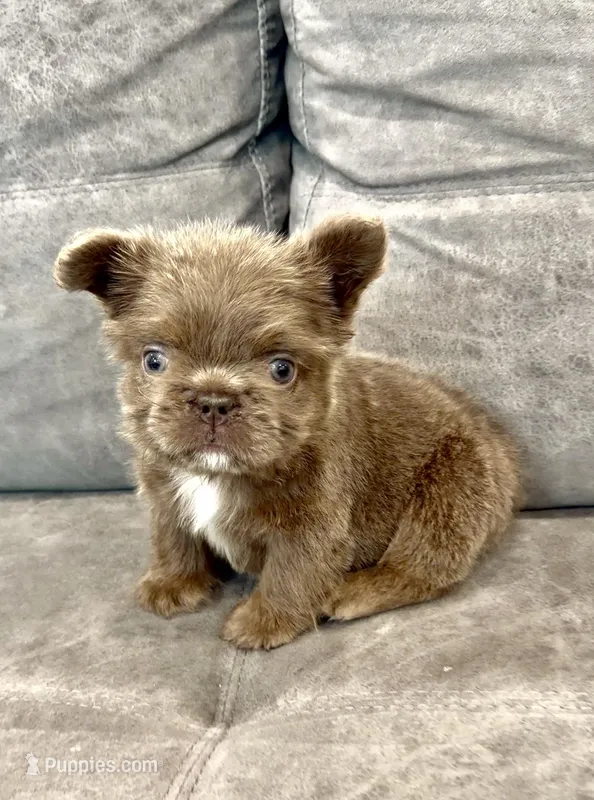 Teddy boy  – French Bulldog puppy for sale in Hacienda Heights, CA