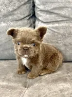 Teddy boy , a male French Bulldog for sale in Hacienda Heights, CA – 1 of 4