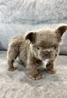 Teddy boy , a male French Bulldog for sale in Hacienda Heights, CA – 2 of 4