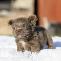 Teddy boy , a male French Bulldog for sale in Hacienda Heights, CA – 4 of 4