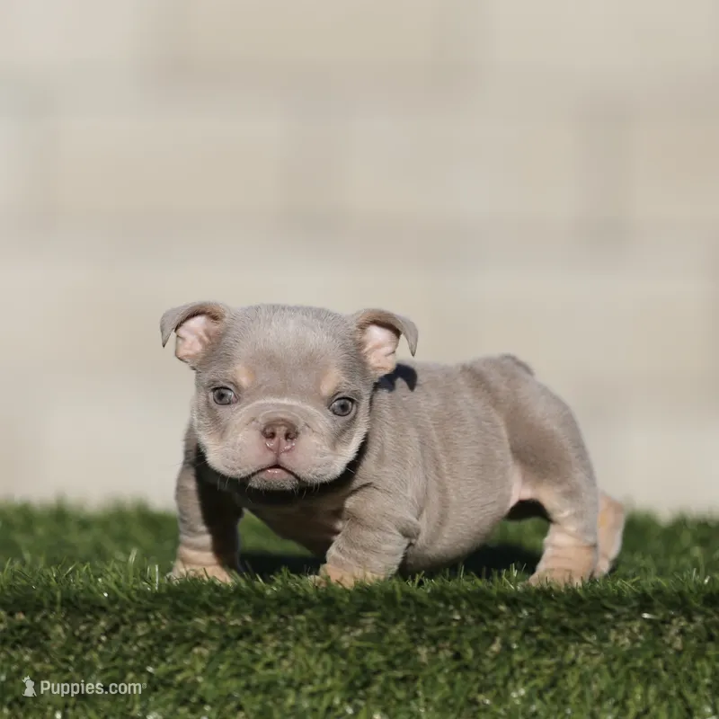 Lilac t Ebg  – English Bulldog puppy for sale in Hacienda Heights, CA