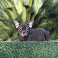 Choc tbg1, a female American Bully for sale in Hacienda Heights, CA – 1 of 1