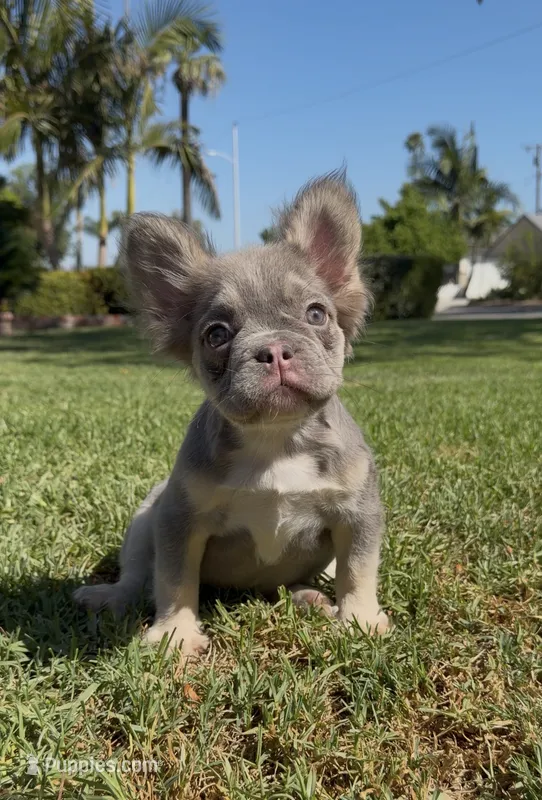 Fluffy fbg2 – French Bulldog puppy for sale in Hacienda Heights, CA