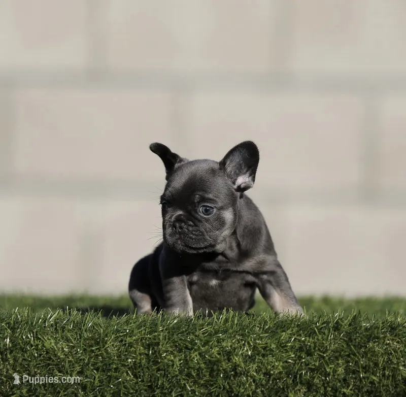 Blue n tan g  – French Bulldog puppy for sale in Hacienda Heights, CA
