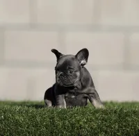 Blue n tan g , a female French Bulldog for sale in Hacienda Heights, CA – 1 of 2