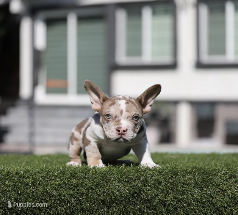 Chocolate tri mbb  – American Bully puppy for sale in Hacienda Heights, CA