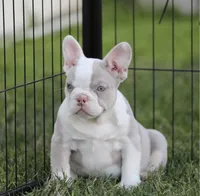 Isabella n tan g , a female French Bulldog for sale in Hacienda Heights, CA – 2 of 2