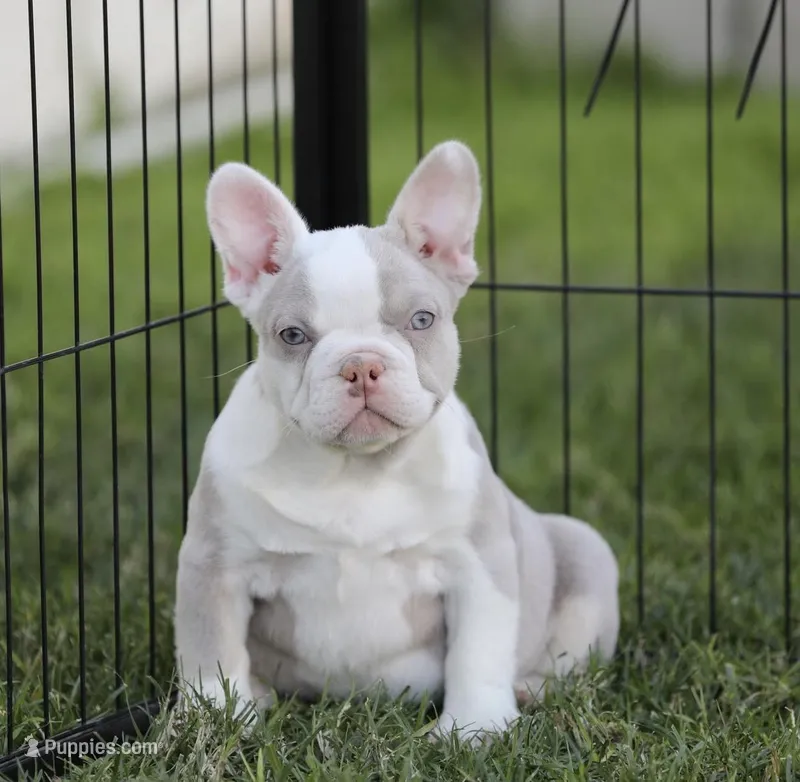 Isabella n tan g  – French Bulldog puppy for sale in Hacienda Heights, CA