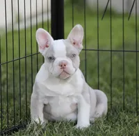 Isabella n tan g , a female French Bulldog for sale in Hacienda Heights, CA – 1 of 2